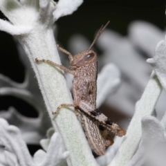 Valanga irregularis (Hedge Grasshopper) at Wellington Point, QLD - 22 Feb 2024 by TimL