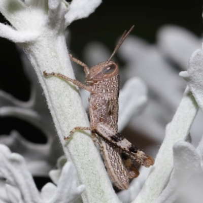 Valanga irregularis (Hedge Grasshopper) at Wellington Point, QLD - 23 Feb 2024 by TimL