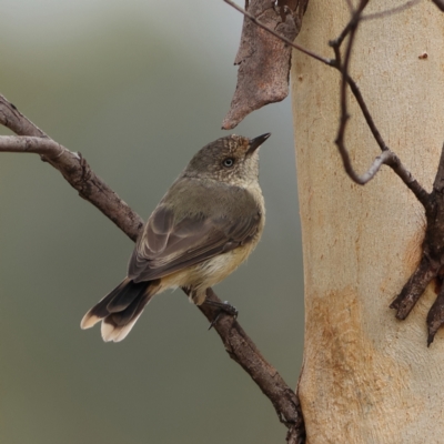 Acanthiza reguloides (Buff-rumped Thornbill) at Denman Prospect, ACT - 29 Feb 2024 by Trevor