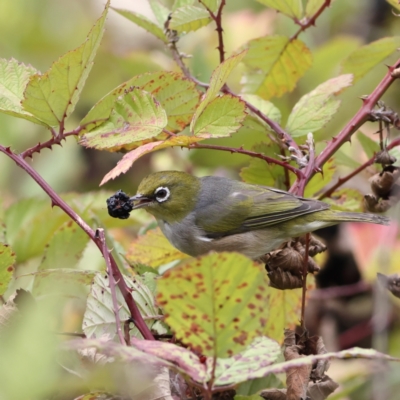 Zosterops lateralis (Silvereye) at Denman Prospect, ACT - 29 Feb 2024 by Trevor