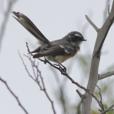 Rhipidura albiscapa (Grey Fantail) at West Stromlo - 29 Feb 2024 by Trevor