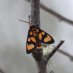 Amata nr aperta (Pale Spotted Tiger Moth) at West Stromlo - 29 Feb 2024 by Trevor