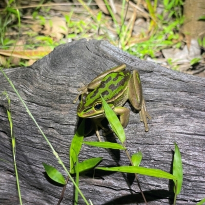 Litoria aurea (Green and Golden Bell Frog) at Meroo National Park - 20 Jan 2024 by EKLawler