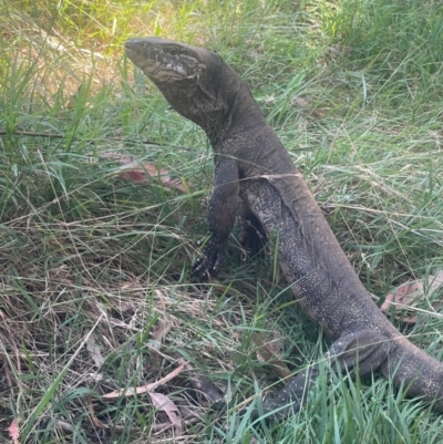 Varanus rosenbergi (Heath or Rosenberg's Monitor) at Uriarra Village, ACT - 24 Feb 2024 by EKLawler