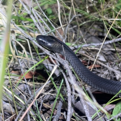 Cryptophis nigrescens (Eastern Small-eyed Snake) at Uriarra Village, ACT - 28 Feb 2024 by EKLawler