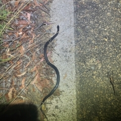 Cryptophis nigrescens at Lower Cotter Catchment - 28 Feb 2024