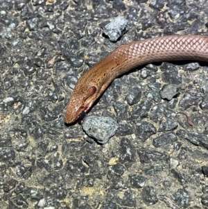 Lialis burtonis at Cotter Reserve - 28 Feb 2024 09:22 PM