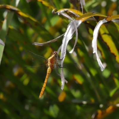Unidentified Dragonfly (Anisoptera) at Wellington Point, QLD - 18 Feb 2024 by TimL