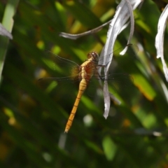 Orthetrum villosovittatum at Wellington Point, QLD - suppressed