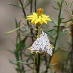 Utetheisa pulchelloides (Heliotrope Moth) at West Stromlo - 29 Feb 2024 by MichaelWenke