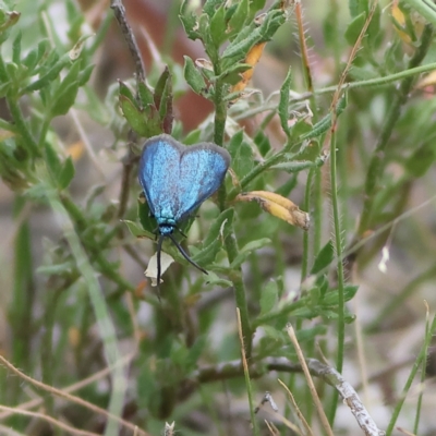 Pollanisus (genus) (A Forester Moth) at West Stromlo - 29 Feb 2024 by Trevor