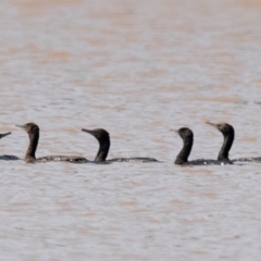 Phalacrocorax sulcirostris (Little Black Cormorant) at Chiltern-Mt Pilot National Park - 23 Feb 2024 by Petesteamer