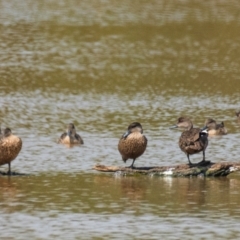 Anas gracilis (Grey Teal) at Chiltern-Mt Pilot National Park - 23 Feb 2024 by Petesteamer