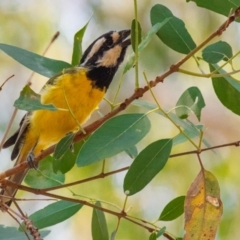 Falcunculus frontatus (Eastern Shrike-tit) at Chiltern-Mt Pilot National Park - 23 Feb 2024 by Petesteamer