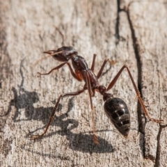 Myrmecia sp. (genus) (Bull ant or Jack Jumper) at Chiltern-Mt Pilot National Park - 23 Feb 2024 by Petesteamer