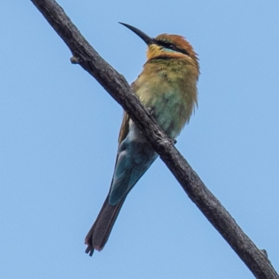 Merops ornatus (Rainbow Bee-eater) at Chiltern-Mt Pilot National Park - 23 Feb 2024 by Petesteamer