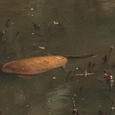 Unidentified Turtle at Chiltern, VIC - 22 Feb 2024 by Petesteamer