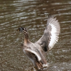 Tachybaptus novaehollandiae (Australasian Grebe) at Chiltern-Mt Pilot National Park - 23 Feb 2024 by Petesteamer