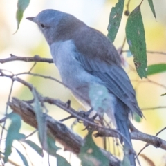 Colluricincla harmonica (Grey Shrikethrush) at Chiltern-Mt Pilot National Park - 24 Feb 2024 by Petesteamer