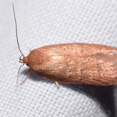 Chezala privatella (A Concealer moth) at QPRC LGA - 28 Feb 2024 by DianneClarke