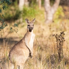 Macropus giganteus (Eastern Grey Kangaroo) at Chiltern, VIC - 23 Feb 2024 by Petesteamer