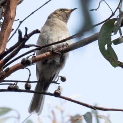 Ptilotula fusca (Fuscous Honeyeater) at Chiltern-Mt Pilot National Park - 22 Feb 2024 by Petesteamer