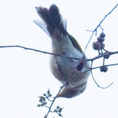 Ptilotula fusca (Fuscous Honeyeater) at Chiltern-Mt Pilot National Park - 24 Feb 2024 by Petesteamer