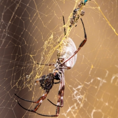 Trichonephila edulis (Golden orb weaver) at Chiltern-Mt Pilot National Park - 23 Feb 2024 by Petesteamer