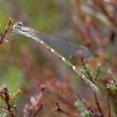 Austrolestes leda (Wandering Ringtail) at QPRC LGA - 27 Feb 2024 by Paul4K