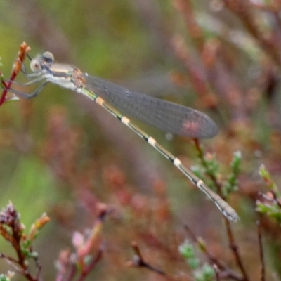 Austrolestes leda (Wandering Ringtail) at Borough, NSW - 27 Feb 2024 by Paul4K