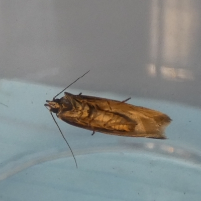 Myrascia bracteatella (A Concealer moth) at  - suppressed by Paul4K