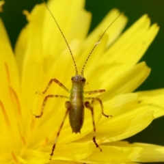 Caedicia simplex (Common Garden Katydid) at Mongarlowe, NSW - 28 Feb 2024 by LisaH