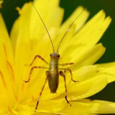 Caedicia simplex (Common Garden Katydid) at Mongarlowe, NSW - 28 Feb 2024 by LisaH