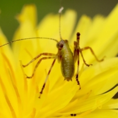 Caedicia simplex at QPRC LGA - 29 Feb 2024