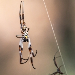 Trichonephila edulis (Golden orb weaver) at Chiltern Valley, VIC - 24 Feb 2024 by Petesteamer