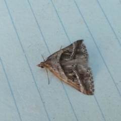 Dichromodes stilbiata (White-barred Heath Moth) at Boro - 27 Feb 2024 by Paul4K