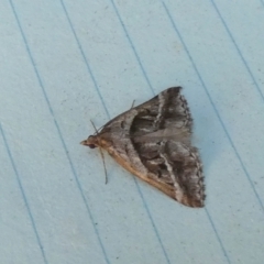 Dichromodes stilbiata (White-barred Heath Moth) at Boro - 28 Feb 2024 by Paul4K