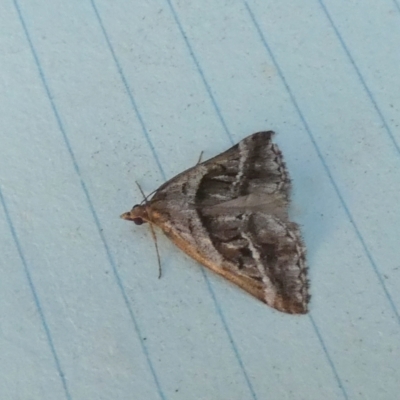 Dichromodes stilbiata (White-barred Heath Moth) at Boro - 28 Feb 2024 by Paul4K