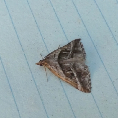 Dichromodes stilbiata (White-barred Heath Moth) at Borough, NSW - 27 Feb 2024 by Paul4K