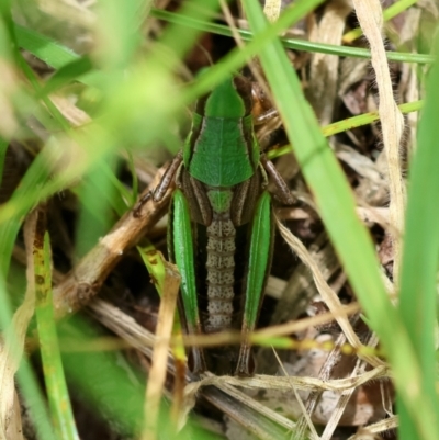 Praxibulus eurobodallae at Mongarlowe River - 29 Feb 2024 by LisaH