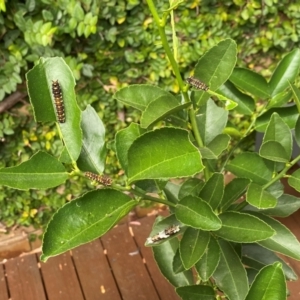 Papilio anactus at Cook, ACT - 29 Feb 2024