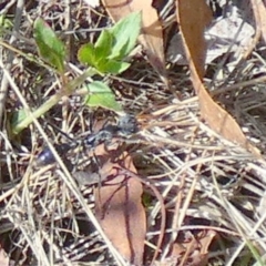 Myrmecia sp. (genus) (Bull ant or Jack Jumper) at Borough, NSW - 27 Feb 2024 by Paul4K