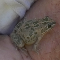 Limnodynastes tasmaniensis (Spotted Grass Frog) at Borough, NSW - 27 Feb 2024 by Paul4K