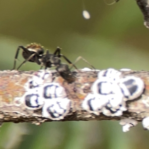 Melanococcus albizziae at Dawson Street Gardens - 29 Feb 2024 08:29 AM