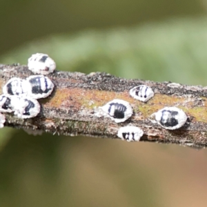 Melanococcus albizziae at Dawson Street Gardens - 29 Feb 2024