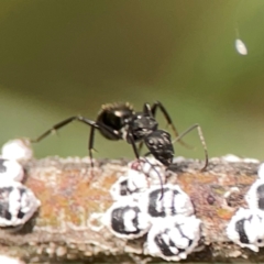 Camponotus aeneopilosus (A Golden-tailed sugar ant) at Dawson Street Gardens - 28 Feb 2024 by Hejor1