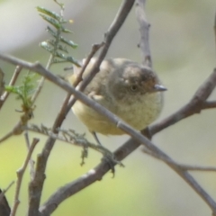 Acanthiza reguloides (Buff-rumped Thornbill) at Boro - 28 Feb 2024 by Paul4K