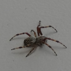Unidentified Spider (Araneae) at Boro - 28 Feb 2024 by Paul4K