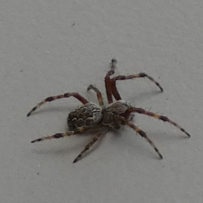 Unidentified Spider (Araneae) at Borough, NSW - 28 Feb 2024 by Paul4K