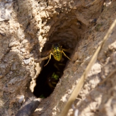 Vespula germanica (European wasp) at Tharwa, ACT - 28 Feb 2024 by KorinneM